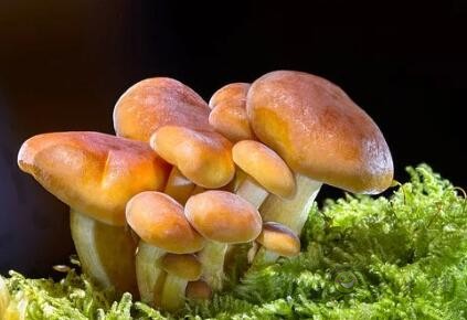 采摘成功率可達97%,蘑菇采摘機器人