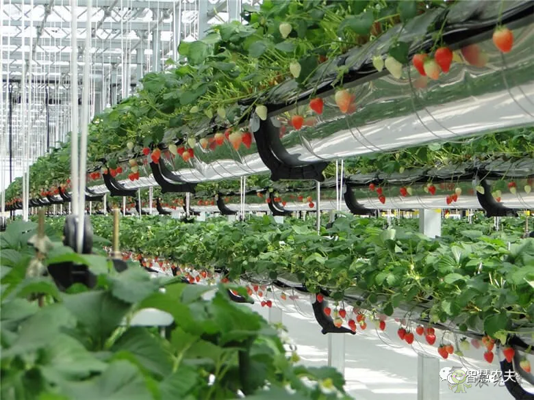 半年銷售額2億元！遼寧丹東&ldquo;空中草莓&rdquo;火了！