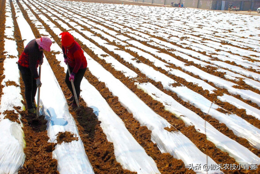 農(nóng)作物起壟種植有哪些好處?起壟時如何確定最佳壟高?