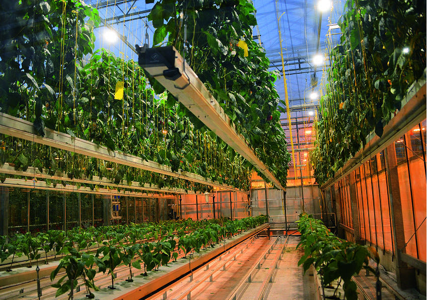 什么是垂直農(nóng)場(chǎng)?垂直農(nóng)場(chǎng)的盈利前景與經(jīng)典案例