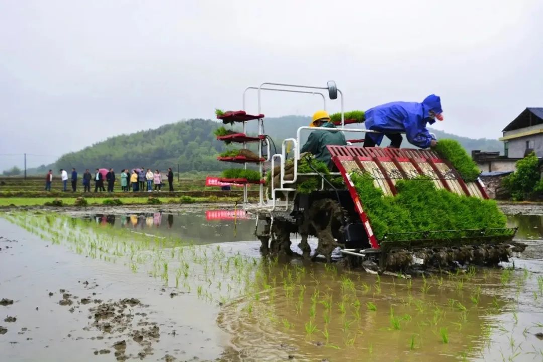 提高補貼居首！六大舉措推進(jìn)南方水稻機械化種植！