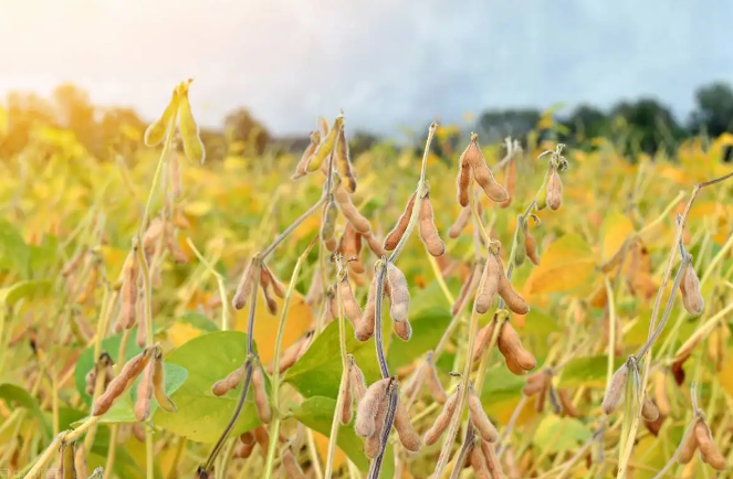 糧安天下，大豆振興之路還需面對哪些挑戰？
